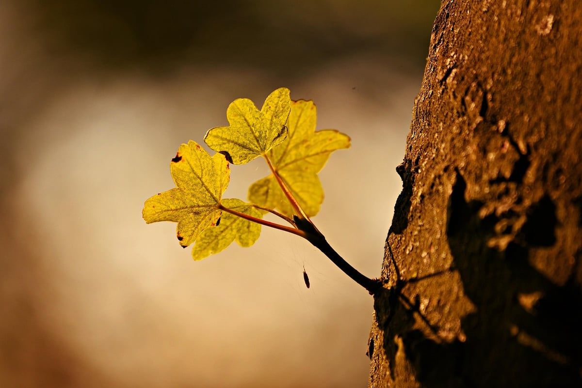 feuille