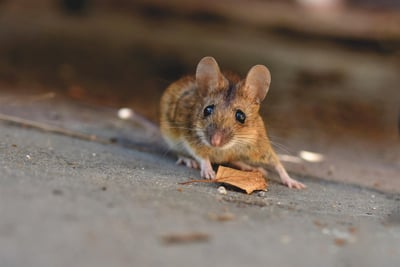 Une offre exceptionnelle : cette souris Logitech à un prix inédit jamais vu !