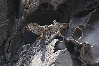 Perturbation chez Microsoft : Comment l’antivirus Crowdstrike Falcon a déclenché une crise mondiale ?